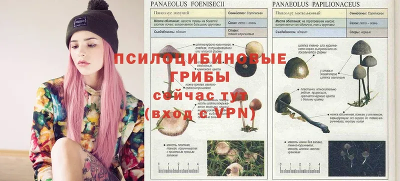 Псилоцибиновые грибы Magic Shrooms  где купить наркоту  Туринск 